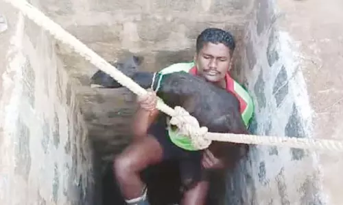 கிணற்றில் தவறி விழுந்து பரிதவித்த ஆட்டுக்குட்டி -  தீயணைப்பு துறையினர் மீட்பு