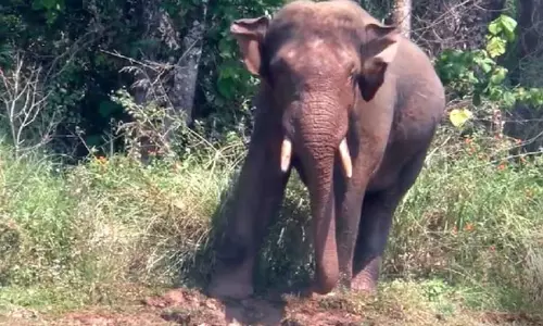 ஜார்க்கண்ட்: யானை தாக்கி ஒரே நாளில் 5 பேர் பலி
