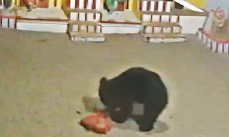 களக்காடு அருகே கோவிலுக்குள் புகுந்து உலா வந்த கரடி - மக்கள் அச்சம் களக்காடு அருகே கோவிலுக்குள் புகுந்து உலா வந்த கரடி - மக்கள் அச்சம்