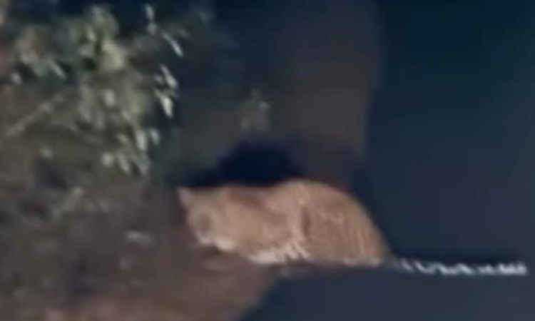 ஈரோடு: சிறுத்தை நடமாட்டத்தால் வாகன ஓட்டிகள் அச்சம்; வனத்துறையினர் எச்சரிக்கை