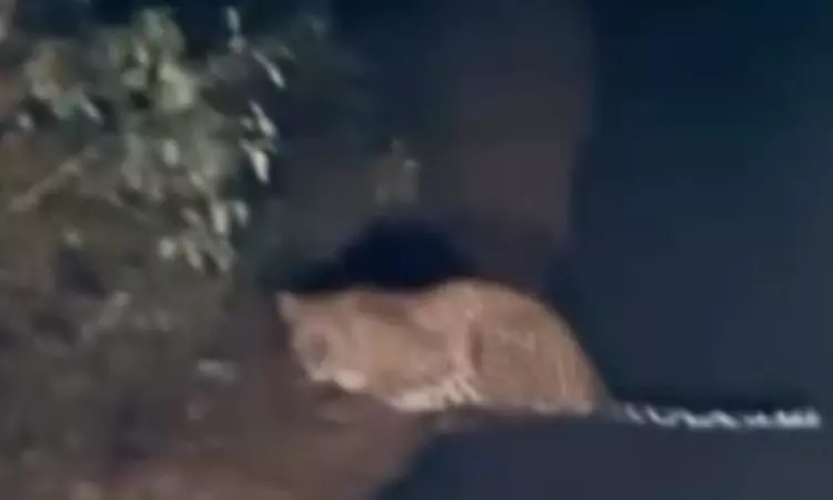 ஈரோடு: சிறுத்தை நடமாட்டத்தால் வாகன ஓட்டிகள் அச்சம்; வனத்துறையினர் எச்சரிக்கை ஈரோடு: சிறுத்தை நடமாட்டத்தால் வாகன ஓட்டிகள் அச்சம்; வனத்துறையினர் எச்சரிக்கை