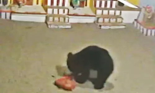 களக்காடு அருகே கோவிலுக்குள் புகுந்து உலா வந்த கரடி - மக்கள் அச்சம் களக்காடு அருகே கோவிலுக்குள் புகுந்து உலா வந்த கரடி - மக்கள் அச்சம்