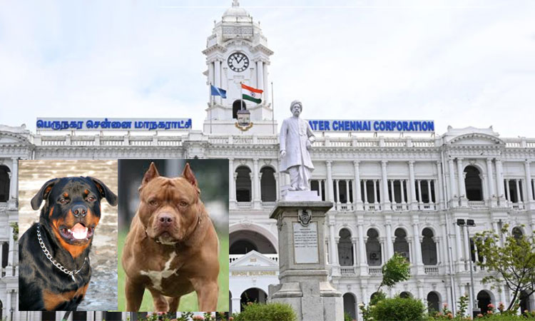 சென்னையில் பிட்புல், ராட்வீலர் நாய்களுக்கு நாளை முதல் தடை