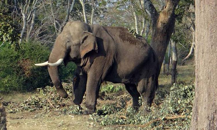 சத்தீஷ்கார்: யானை தாக்கி இளைஞர் பலி