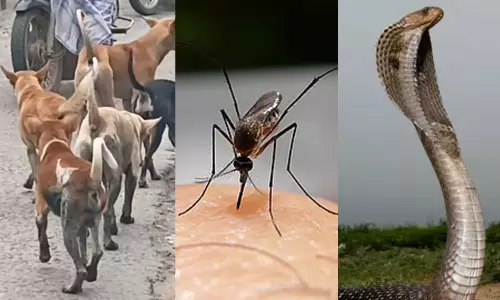 மனித உயிர்களை அதிகம் கொல்லும் உயிரினங்களில் முதலிடத்தில் இதுவா..? வெளியான அதிர்ச்சி தகவல்