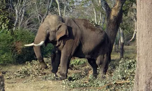 சத்தீஷ்கார்: யானை தாக்கி இளைஞர் பலி