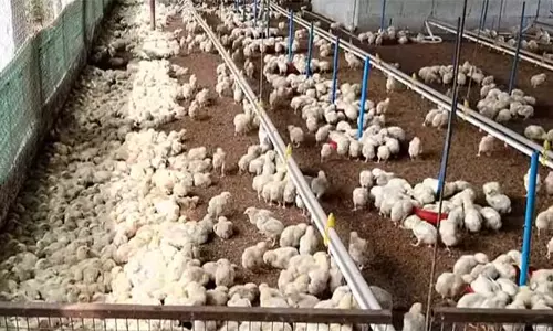 திருப்பூரில் கறிக்கோழி பண்ணை விவசாயிகள் உற்பத்தி நிறுத்த போராட்டம் அறிவிப்பு