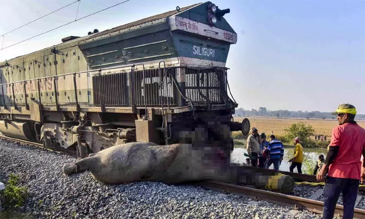 அசாம்: எக்ஸ்பிரஸ் ரெயில் மோதி 8 யானைகள் பலி அசாம்: எக்ஸ்பிரஸ் ரெயில் மோதி 8 யானைகள் பலி