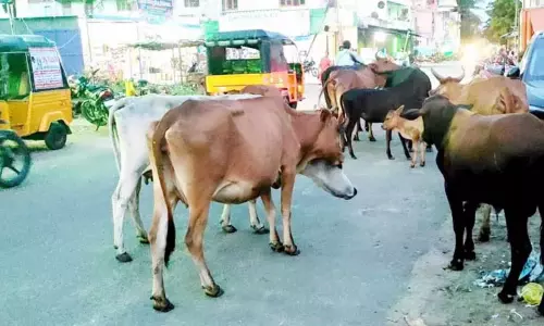 சாலையில் மாடுகளை சுற்றித்திரிய விட்டால் உரிமையாளர்களுக்கு அபராதம் - நெல்லை மாநகராட்சி சாலையில் மாடுகளை சுற்றித்திரிய விட்டால் உரிமையாளர்களுக்கு அபராதம் - நெல்லை மாநகராட்சி