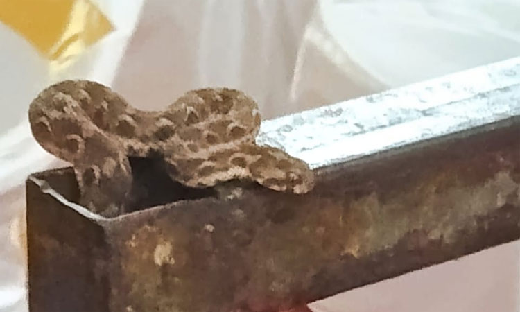 நெல்லை: முதல்-அமைச்சர் மு.க.ஸ்டாலின் பங்கேற்ற விழா மேடையில் கட்டு விரியன் பாம்பு