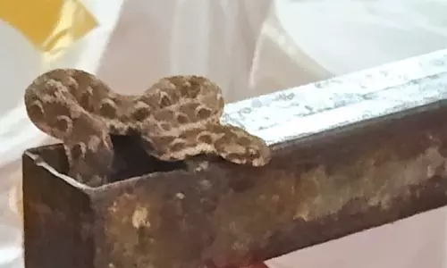 நெல்லை: முதல்-அமைச்சர் மு.க.ஸ்டாலின் பங்கேற்ற விழா மேடையில் கட்டு விரியன் பாம்பு