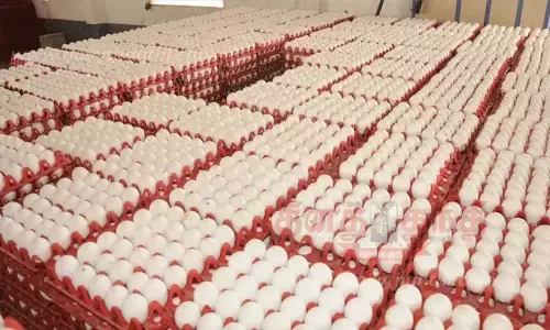 நாமக்கல்லில் மீண்டும் புதிய உச்சத்தில் முட்டை கொள்முதல் விலை.!