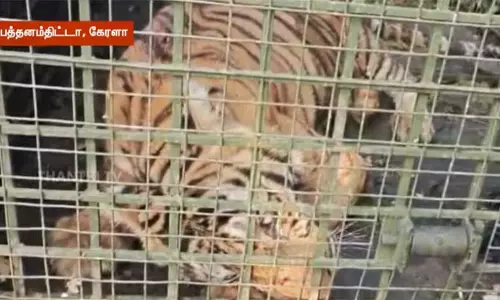 கேரளா: பத்தனம்திட்டாவில் பொதுமக்களை அச்சுறுத்தி வந்த புலி கூண்டில் சிக்கியது