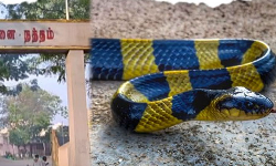 காலில் கடித்த கட்டுவிரியன்