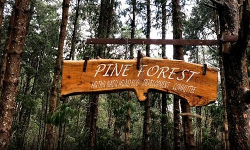 நீலகிரி வனப்பகுதியில் அத்துமீறி நுழையக் கூடாது: வனத் துறை