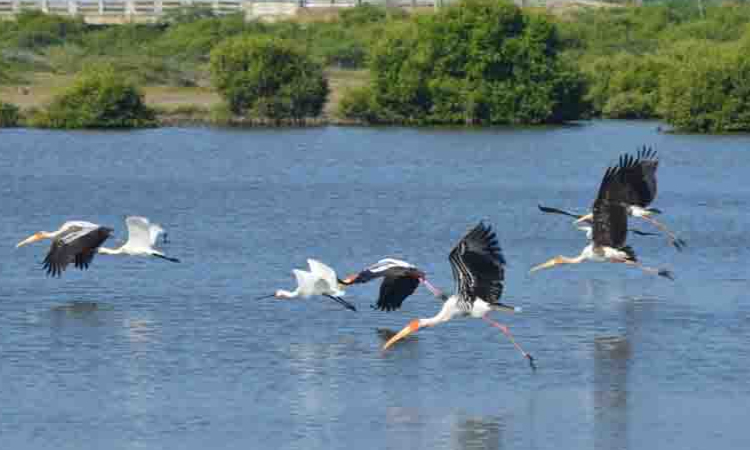 ஒருங்கிணைந்த பறவைகள் கணக்கெடுப்பு - இரண்டு கட்டங்களாக நடத்த தமிழ்நாடு வனத்துறை திட்டம்