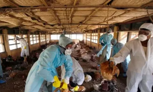 கேரளாவில் வேகமாக பரவும் பறவை காய்ச்சல்: முன்னெச்சரிக்கை நடவடிக்கைகள் தீவிரம்