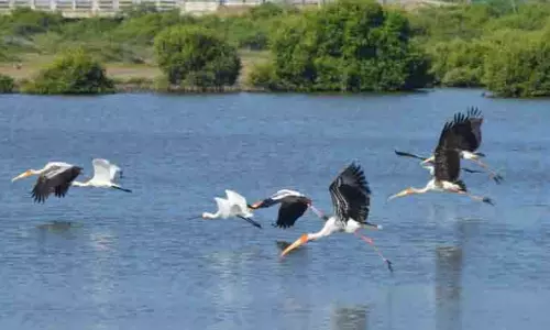 ஒருங்கிணைந்த பறவைகள் கணக்கெடுப்பு - இரண்டு கட்டங்களாக நடத்த தமிழ்நாடு வனத்துறை திட்டம்
