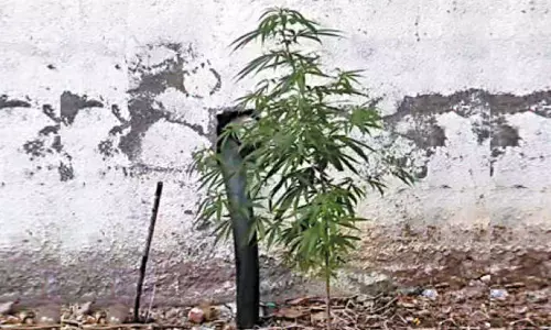 சென்னை ஸ்டான்லி மருத்துவமனை வளாகத்தில் கஞ்சா செடி இருந்ததால் பரபரப்பு சென்னை ஸ்டான்லி மருத்துவமனை வளாகத்தில் கஞ்சா செடி இருந்ததால் பரபரப்பு