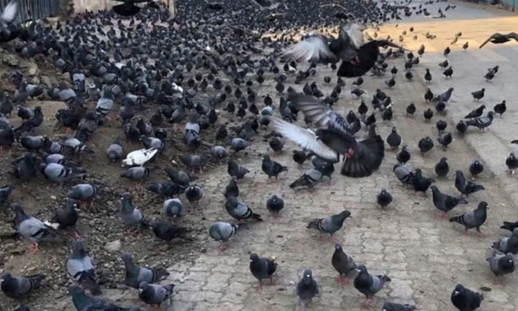 மும்பையில் புறாக்களுக்கு உணவளித்த தொழிலதிபருக்கு ரூ.5 ஆயிரம் அபராதம்