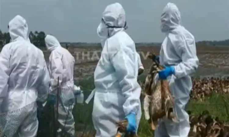 கேரளாவில் பறவைக் காய்ச்சல்; பொதுமக்கள் பீதியடைய வேண்டாம் - தமிழக சுகாதாரத்துறை அறிவுறுத்தல் கேரளாவில் பறவைக் காய்ச்சல்; பொதுமக்கள் பீதியடைய வேண்டாம் - தமிழக சுகாதாரத்துறை அறிவுறுத்தல்