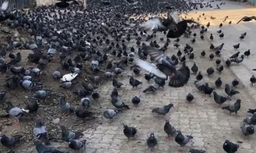 மும்பையில் புறாக்களுக்கு உணவளித்த தொழிலதிபருக்கு ரூ.5 ஆயிரம் அபராதம்