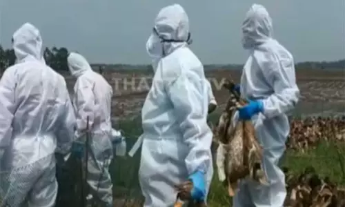 கேரளாவில் பறவைக் காய்ச்சல்; பொதுமக்கள் பீதியடைய வேண்டாம் - தமிழக சுகாதாரத்துறை அறிவுறுத்தல்