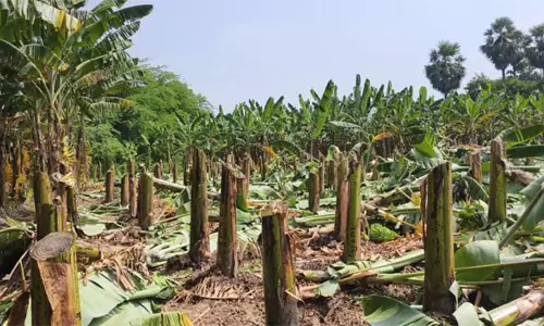 ஸ்ரீவைகுண்டத்தில் 500 வாழைகள் வெட்டி சாய்ப்பு; மர்ம நபர்களுக்கு போலீஸ் வலைவீச்சு