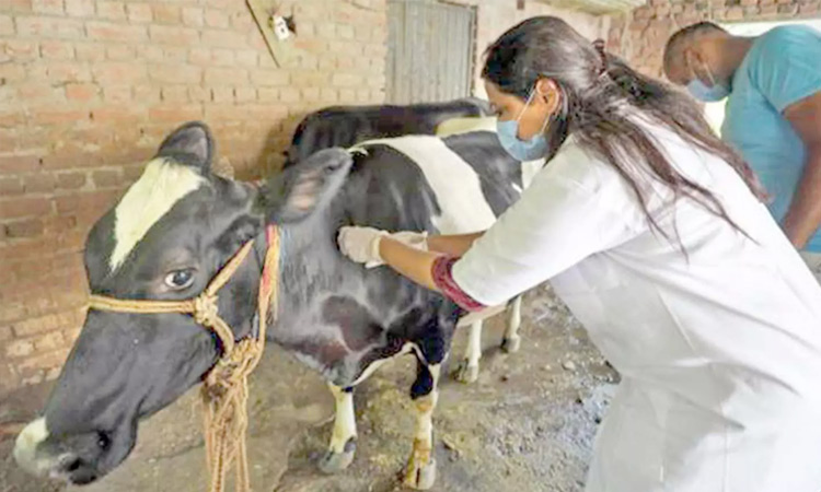 கோமாரி நோய் தடுப்பூசி போடும் பணி டிசம்பர் 29ல் தொடக்கம்: நெல்லை, தூத்துக்குடி கலெக்டர்கள் தகவல்