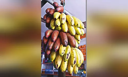 ஒரே குலையில் சிவப்பு-மஞ்சள் நிறத்தில் வாழைப்பழங்கள்... பொதுமக்கள் வியப்பு