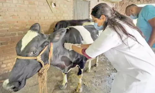 கோமாரி நோய் தடுப்பூசி போடும் பணி டிசம்பர் 29ல் தொடக்கம்: நெல்லை, தூத்துக்குடி கலெக்டர்கள் தகவல்