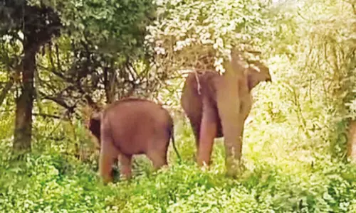 உடுமலை-மூணாறு சாலையில் குட்டியுடன் உலவும் காட்டுயானை: வாகன ஓட்டிகளுக்கு எச்சரிக்கை உடுமலை-மூணாறு சாலையில் குட்டியுடன் உலவும் காட்டுயானை: வாகன ஓட்டிகளுக்கு எச்சரிக்கை