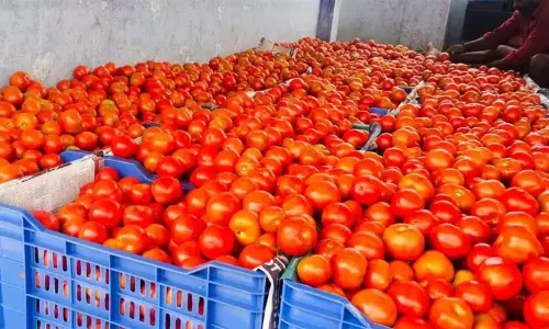 தக்காளி விலை திடீர் உயர்வு.! இல்லத்தரசிகள் அதிர்ச்சி