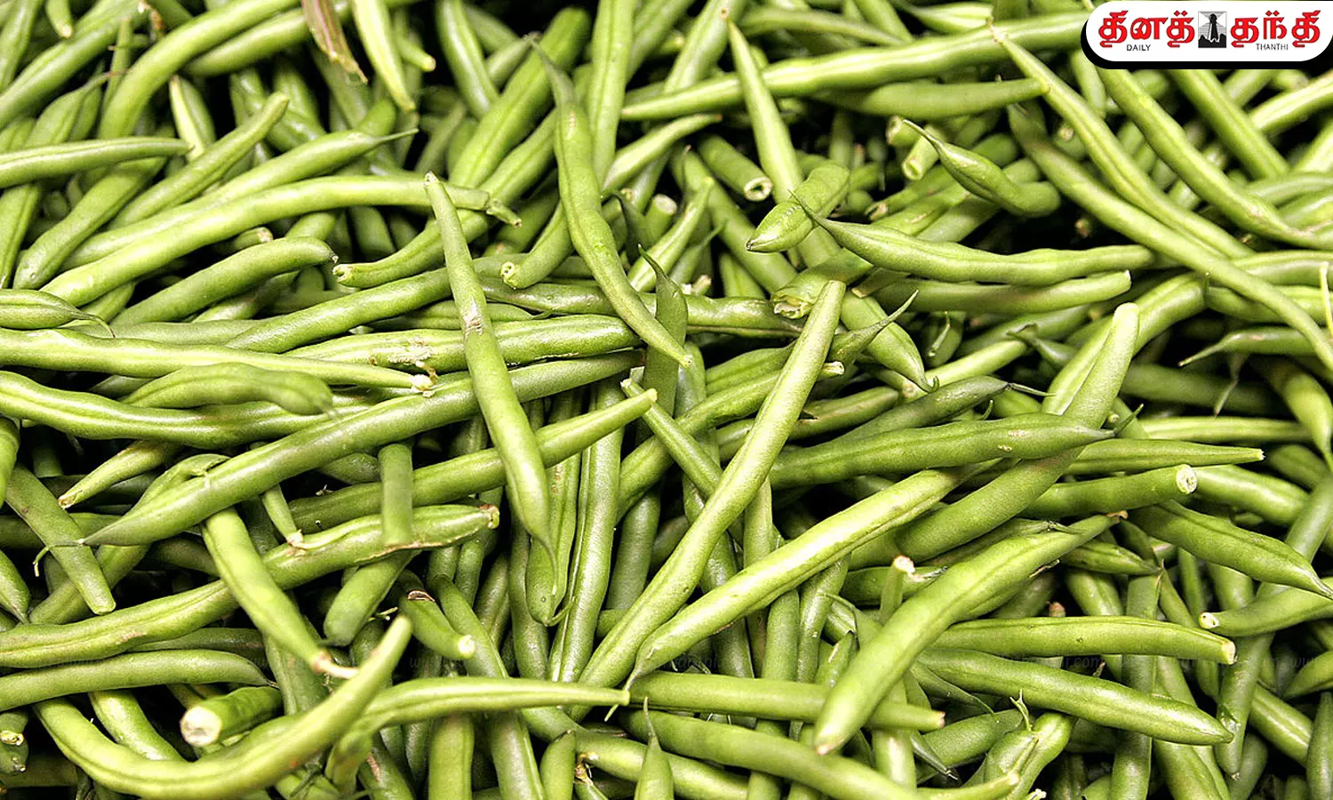 பீன்ஸ் பிடிக்குமா? சுவை மட்டுமல்ல, அதிக சத்தும் இதில் நிறைந்துள்ளது!