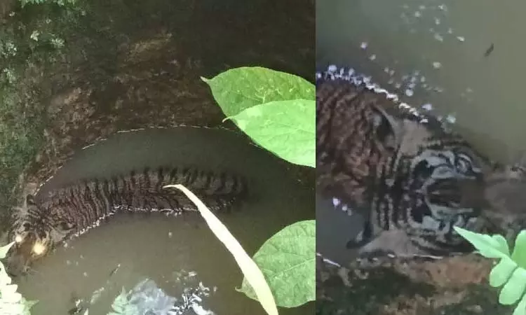 கிணற்றுக்குள் விழுந்த புலி: மயக்க ஊசி செலுத்தி பிடித்த வனத்துறை கிணற்றுக்குள் விழுந்த புலி: மயக்க ஊசி செலுத்தி பிடித்த வனத்துறை