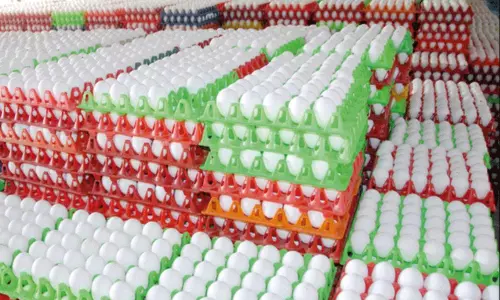 இந்திய அளவில் முதலிடம்... நாமக்கல் மண்டலத்தில் நாள் ஒன்றுக்கு 7.47 கோடி முட்டைகள் உற்பத்தி இந்திய அளவில் முதலிடம்... நாமக்கல் மண்டலத்தில் நாள் ஒன்றுக்கு 7.47 கோடி முட்டைகள் உற்பத்தி