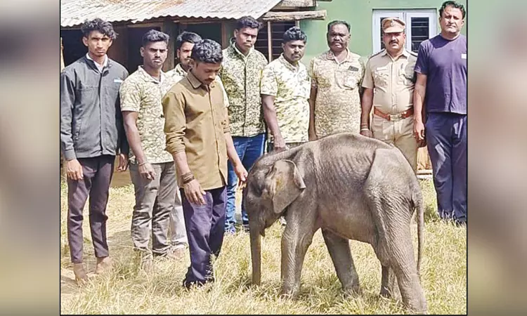 தாயுடன் சேர முடியாமல் தவித்த 6 மாத குட்டி யானை முதுமலை காப்பகத்திற்கு அனுப்பி வைப்பு