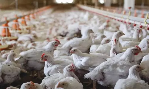 பறவை காய்ச்சல் எதிரொலி: கேரளாவில் இருந்து நீலகிரிக்கு கோழிகள் கொண்டு வர தடை