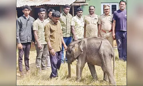 தாயுடன் சேர முடியாமல் தவித்த 6 மாத குட்டி யானை முதுமலை காப்பகத்திற்கு அனுப்பி வைப்பு தாயுடன் சேர முடியாமல் தவித்த 6 மாத குட்டி யானை முதுமலை காப்பகத்திற்கு அனுப்பி வைப்பு