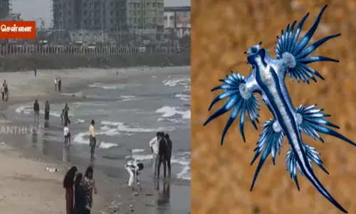 சென்னையில் கரை ஒதுங்கிய புளூ டிராகன் மீன் - நிபுணர்கள் எச்சரிக்கை