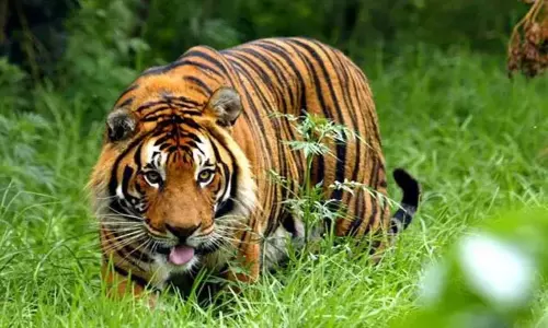 புலிகள் கணக்கெடுப்பு பணி 5-ந்தேதி தொடக்கம்