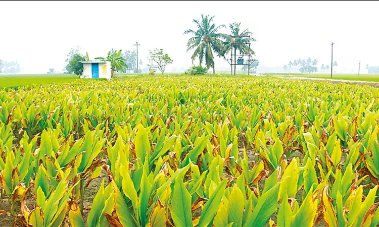 பொங்கல் பண்டிகையை முன்னிட்டு அறுவடைக்கு தயாரான மஞ்சள் பொங்கல் பண்டிகையை முன்னிட்டு அறுவடைக்கு தயாரான மஞ்சள்