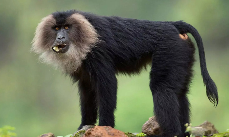 மேகமலை புலிகள் காப்பக வனப்பகுதியில் சிங்கவால் குரங்குகள் கணக்கெடுக்கும் பணி விரைவில் தொடக்கம்