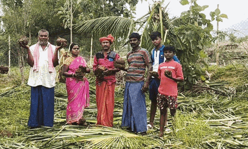 நெல்லை: காட்டு யானைகள் அட்டகாசத்தால் தென்னை, நெற்பயிர்கள் சேதம்