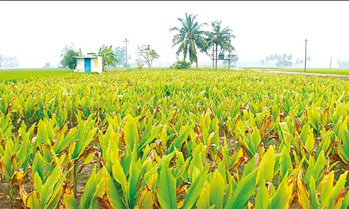 பொங்கல் பண்டிகையை முன்னிட்டு அறுவடைக்கு தயாரான மஞ்சள் பொங்கல் பண்டிகையை முன்னிட்டு அறுவடைக்கு தயாரான மஞ்சள்