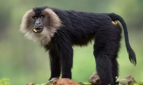 மேகமலை புலிகள் காப்பக வனப்பகுதியில் சிங்கவால் குரங்குகள் கணக்கெடுக்கும் பணி விரைவில் தொடக்கம் மேகமலை புலிகள் காப்பக வனப்பகுதியில் சிங்கவால் குரங்குகள் கணக்கெடுக்கும் பணி விரைவில் தொடக்கம்