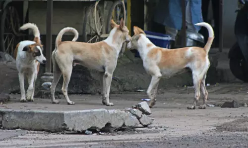 தெருநாய்களை கணக்கெடுக்கும் பணியில் ஆசிரியர்களா? - திட்டவட்டமாக மறுத்த டெல்லி அரசு