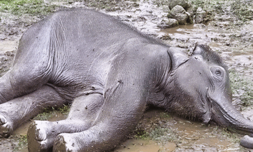 கிணற்றில் தவறி விழுந்து குட்டி யானை உயிரிழப்பு