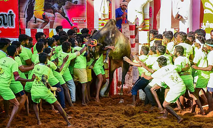 அவனியாபுரம், பாலமேடு, அலங்காநல்லூர் ஜல்லிக்கட்டு நடைபெறும் பகுதிகளில் 2 ஆயிரம் போலீசார் பாதுகாப்பு