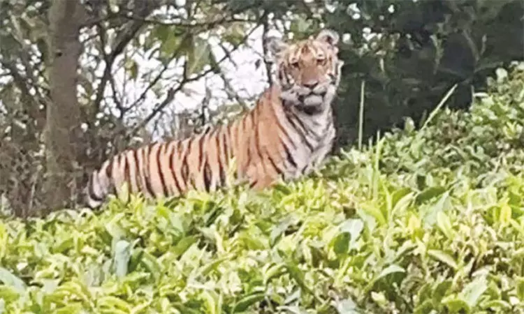 தேயிலை தோட்டத்தில் புலி நடமாட்டம்; டிரோன் மூலம் வனத்துறை தீவிர கண்காணிப்பு தேயிலை தோட்டத்தில் புலி நடமாட்டம்; டிரோன் மூலம் வனத்துறை தீவிர கண்காணிப்பு